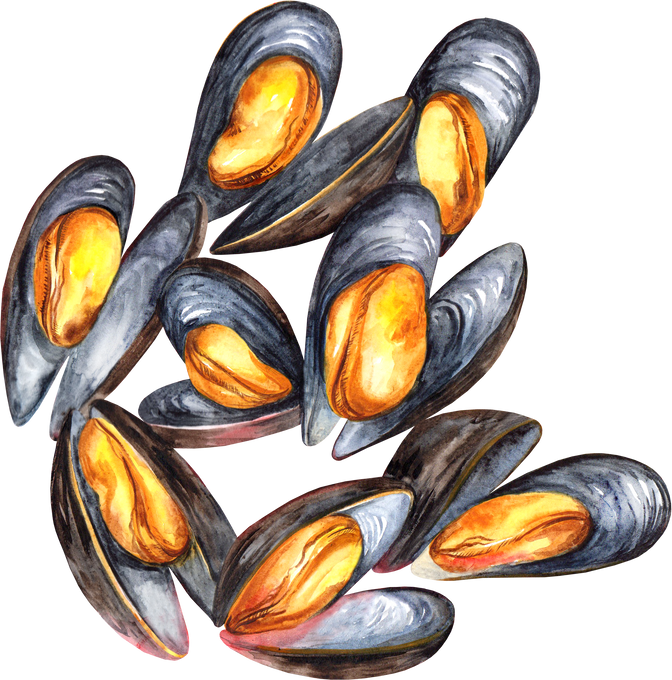 Mussels watercolor